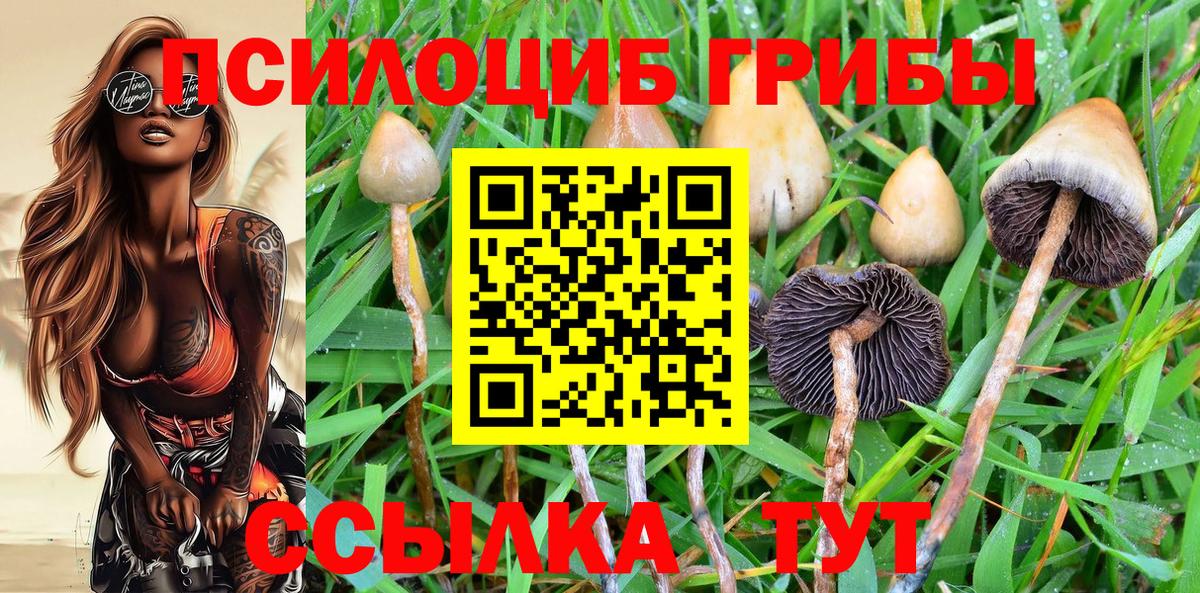 Галлюциногенные грибы Psilocybe  Вход с VPN  Черногорск 