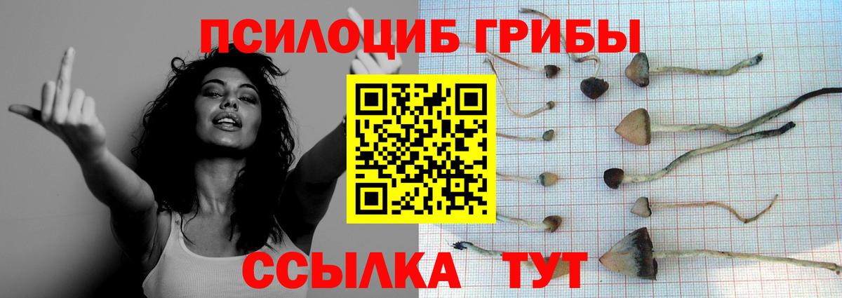 Псилоцибиновые грибы Psilocybe Черногорск